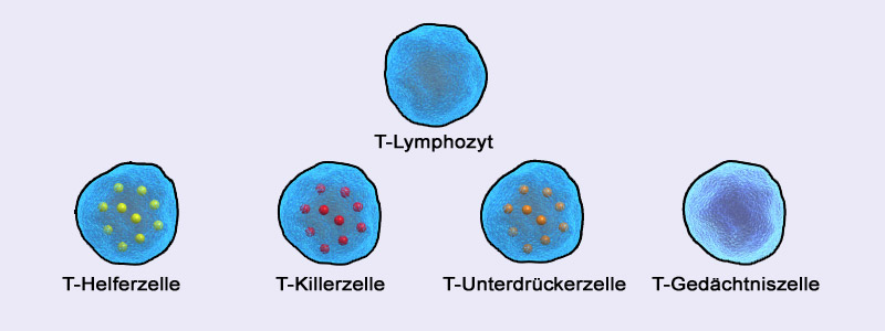 Die Bestandteile des Immunsystems 2