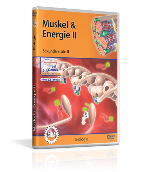 Muskel &amp; Energie II