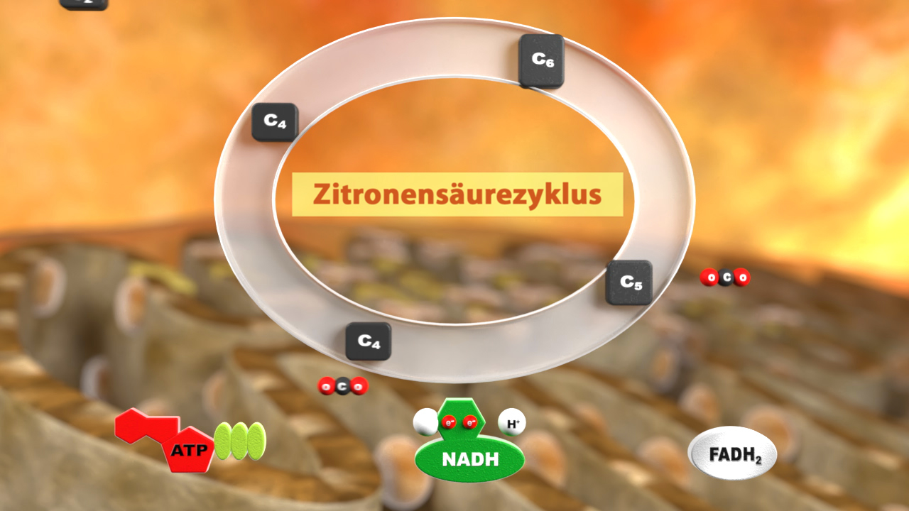 Grafik des Zitronensäurezyklus mit chemischen Verbindungen und Energieprodukten wie ATP, NADH und FADH₂.