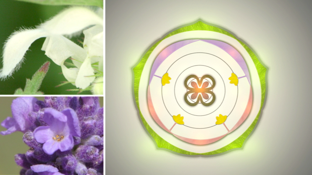 Drei Pflanzenbilder: eine weiße Blüte, eine lila Blüte und ein Blütendiagramm mit Blättern.
