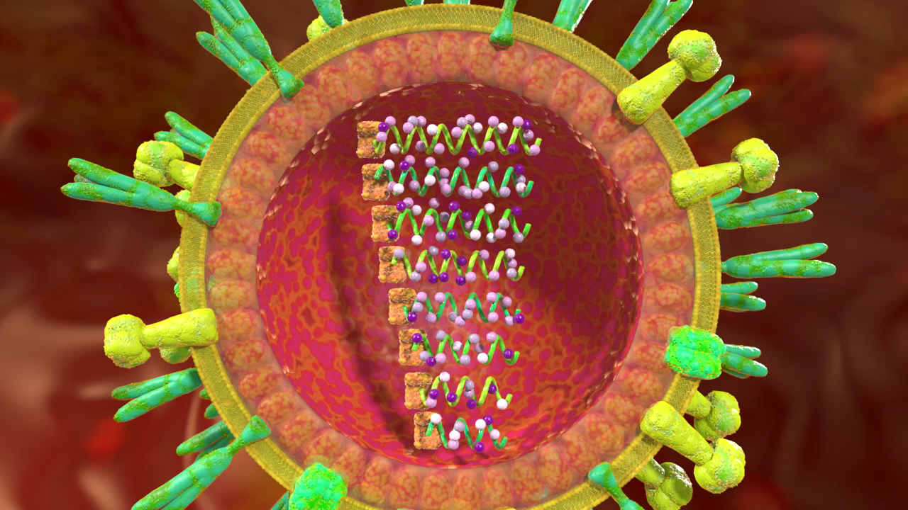 3D-Darstellung eines Virus mit einer inneren Struktur aus Protein und RNA, umgeben von stachelartigen Proteinen.