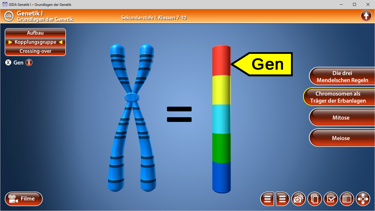 Diagramm zeigt Chromosomen mit farbigen Segmenten, die ein Gen repräsentieren, und erklärt die Mendelschen Regeln.