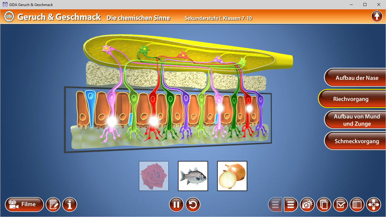 Diagramm zur Anatomie der Nase und des Geschmacks mit farbigen Nerven und Rezeptoren, die den Geruchs- und Geschmacksprozess darstellen.