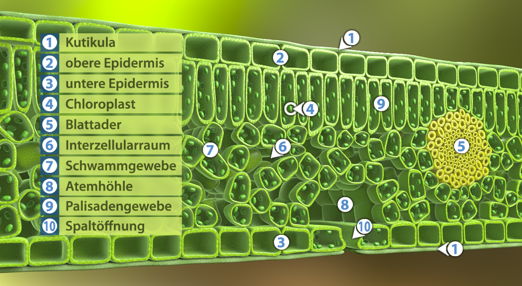 Querschnitt eines Blattes mit Beschriftungen der Teile wie Kutikula, Epidermis, Chloroplast und Spaltöffnung.