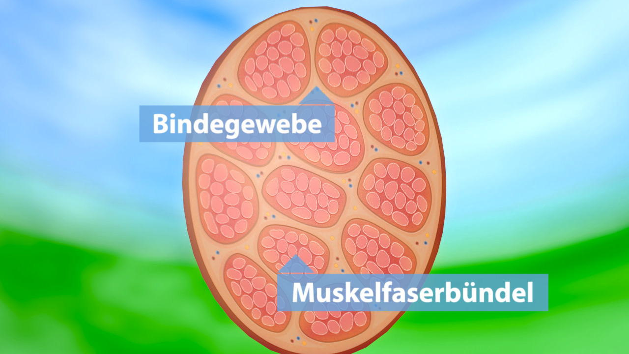 Illustration eines Querschnitts durch Muskelgewebe mit Beschriftungen für 'Bindegewebe' und 'Muskelbündel'.