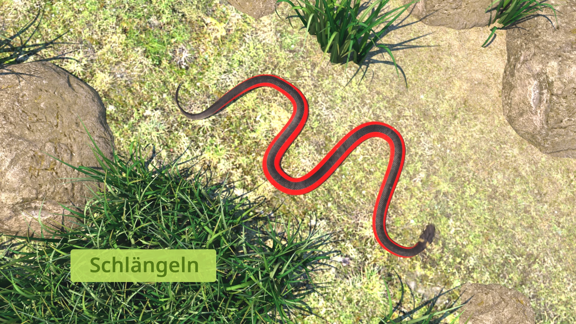Eine Schlange schlängelt sich über einen sandigen Boden, umgeben von Gras und Steinen. Sichtbarer Text: 'Schlängeln'.