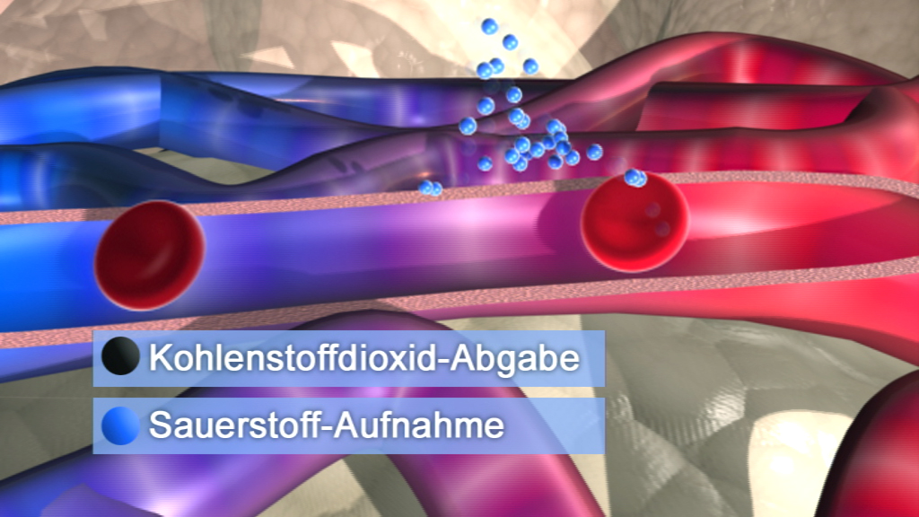 Grafik zeigt den Austausch von Kohlendioxid und Sauerstoff in Blutgefäßen, mit blauen und roten Strömungen.