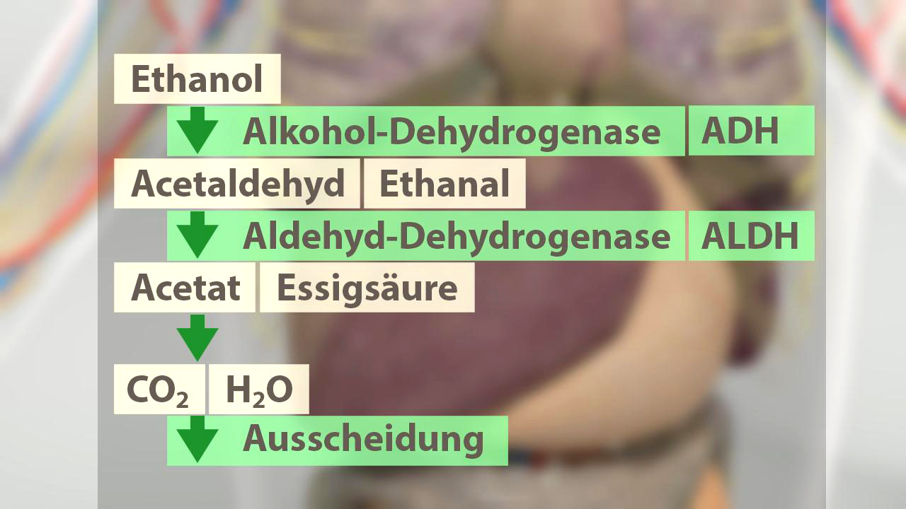 Diagramm des Ethanolstoffwechsels mit Enzymen ADH und ALDH, zeigt Umwandlung von Ethanol zu Essigsäure.