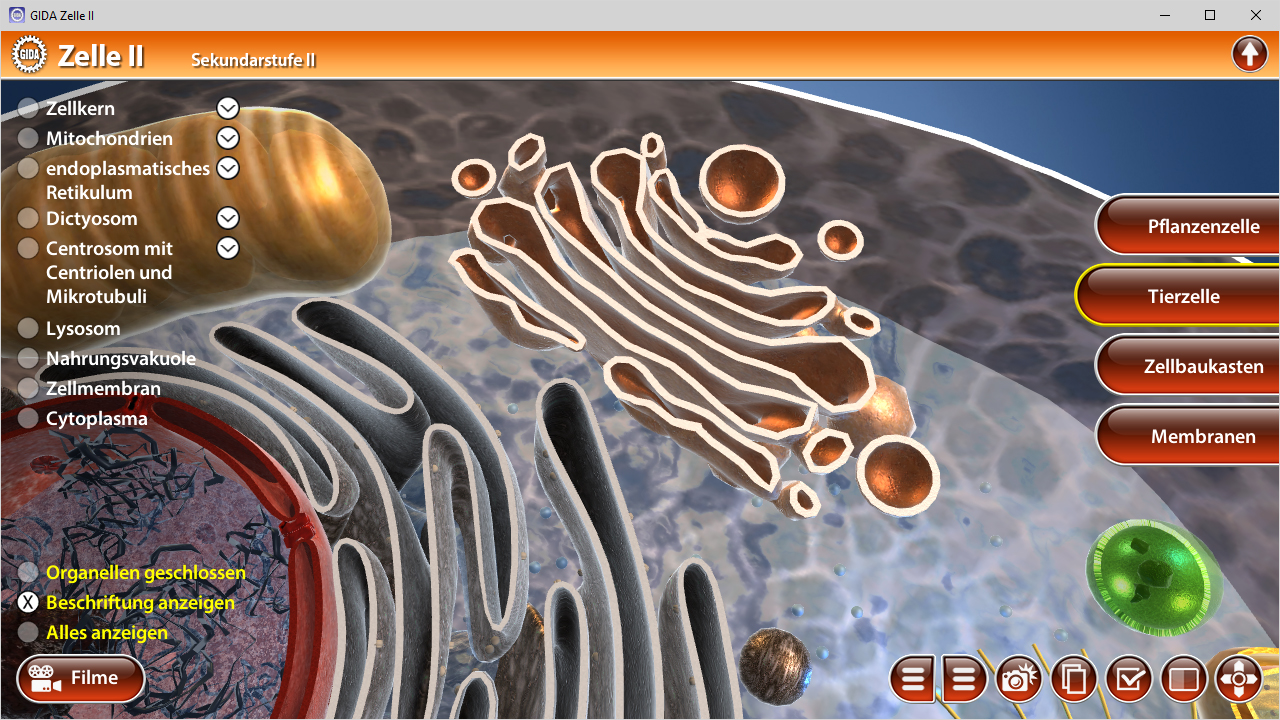 Interaktive Darstellung einer Zelle mit verschiedenen Organellen wie Mitochondrien und Lysosomen.