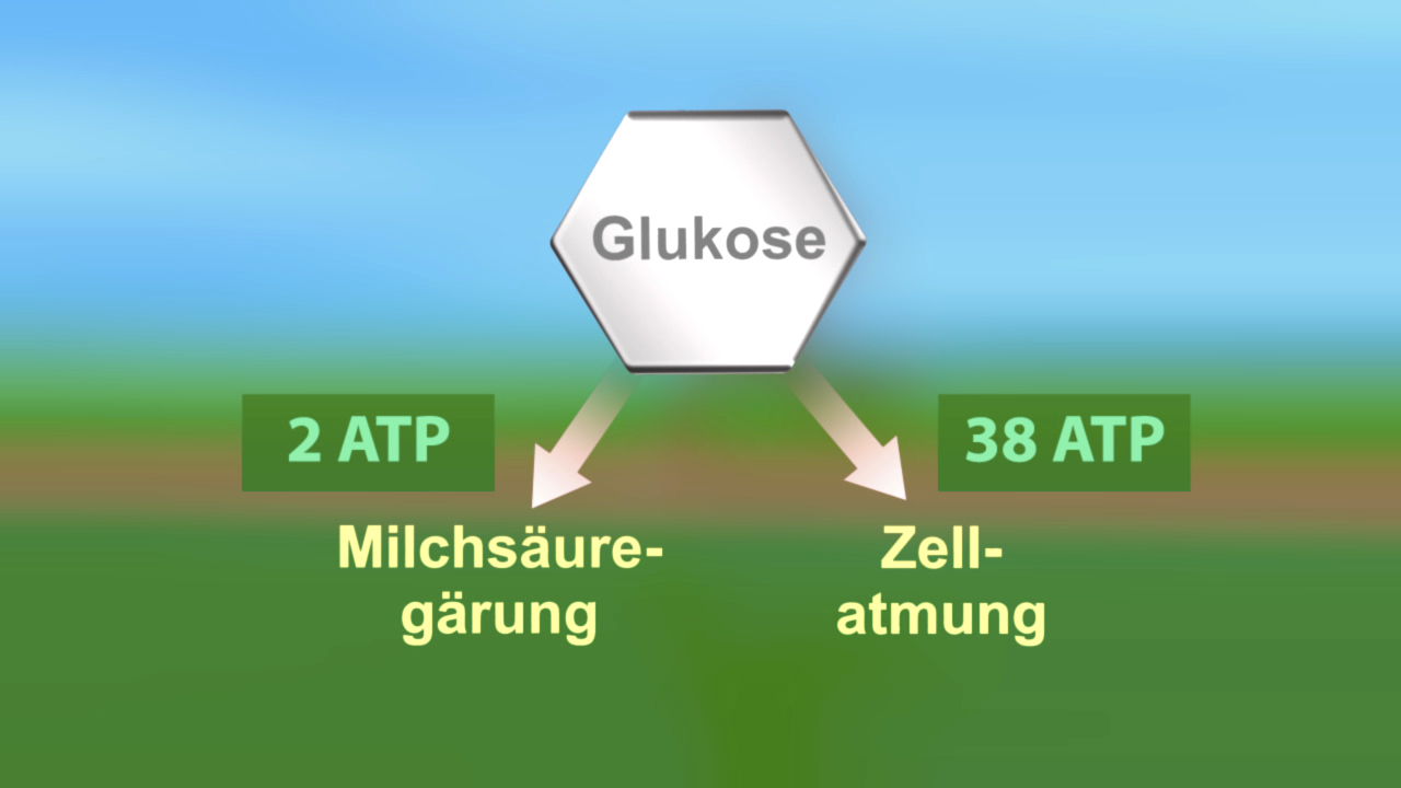 Diagramm, das den Energiegewinn aus Glukose zeigt: 2 ATP durch Milchsäuregärung und 38 ATP durch Zellatmung.