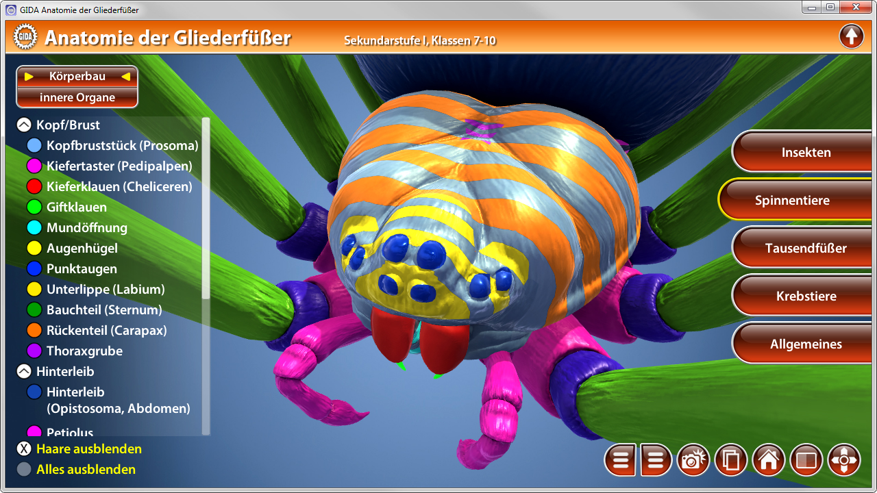 3D-Darstellung einer Spinne mit farbigen Körperteilen und Beschriftungen zu den inneren Organen und Körperregionen.