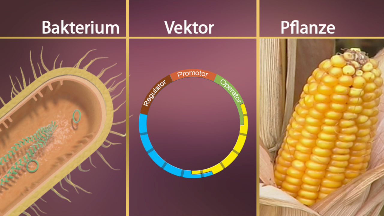 Diagramm, das die Beziehung zwischen Bakterium, Vektor und Pflanze zeigt, mit einem Kreisdiagramm, das regulatorische Elemente darstellt.