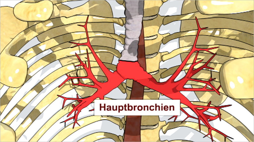 Diagramm der Hauptbronchien im menschlichen Körper, rot hervorgehoben zwischen den Rippen.