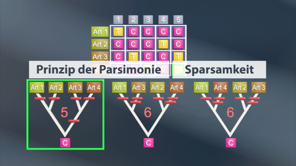 Diagramm, das das Prinzip der Parsimonie in der Phylogenetik zeigt, mit verschiedenen Arten und deren Beziehungen.