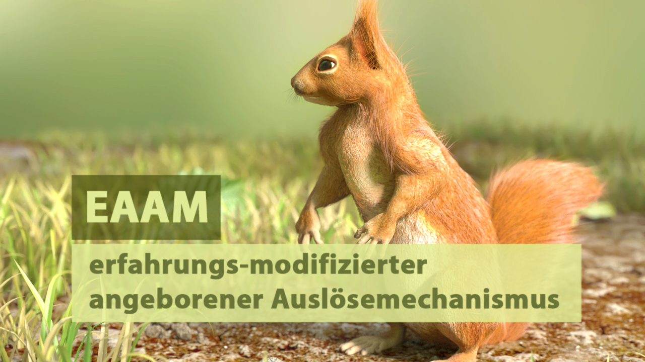 Ein animiertes Eichhörnchen steht aufrecht in einer natürlichen Umgebung mit Gras. Der Text 'EAAM erfahrungs-modifizierter angeborener Auslösemechanismus' ist eingeblendet.