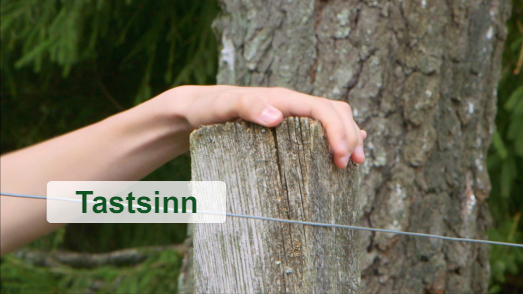 Eine Hand berührt einen Holzpfosten, mit dem Text 'Tastsinn' im Bild.