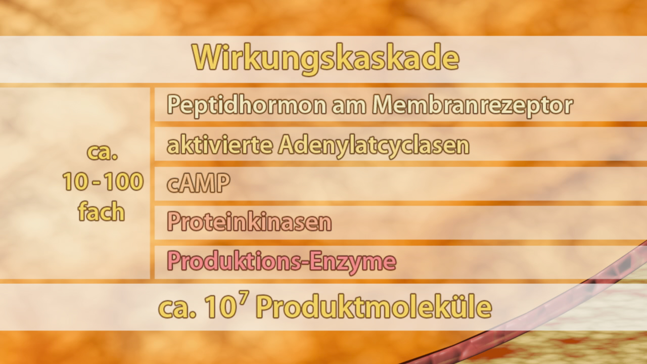 Diagramm einer Wirkungs- oder Signaltransduktionskaskade mit Peptidhormon, Adenylatcyclasen, cAMP, Protein-Kinasen und Produktions-Enzymen.