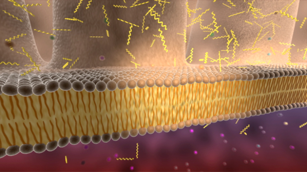 Darstellung einer Zellmembran mit Lipid-Doppelschicht und eingebetteten Molekülen.
