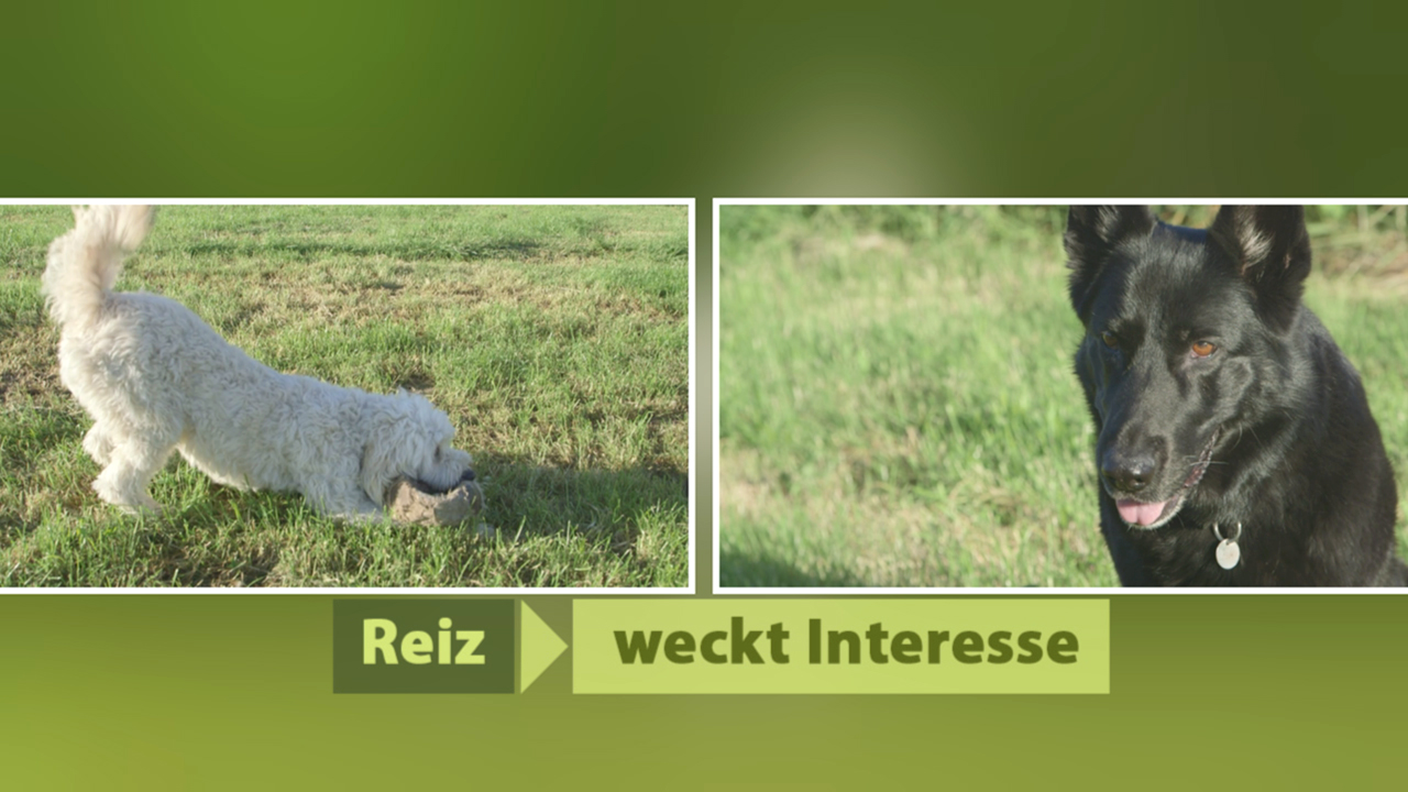 Ein weißer Hund schnüffelt am Boden, während ein schwarzer Hund im Hintergrund steht und aufmerksam schaut.