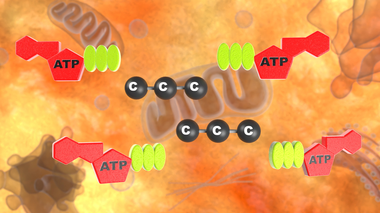 Diagramm, das die Struktur von ATP-Molekülen und deren Interaktion mit anderen Molekülen zeigt.