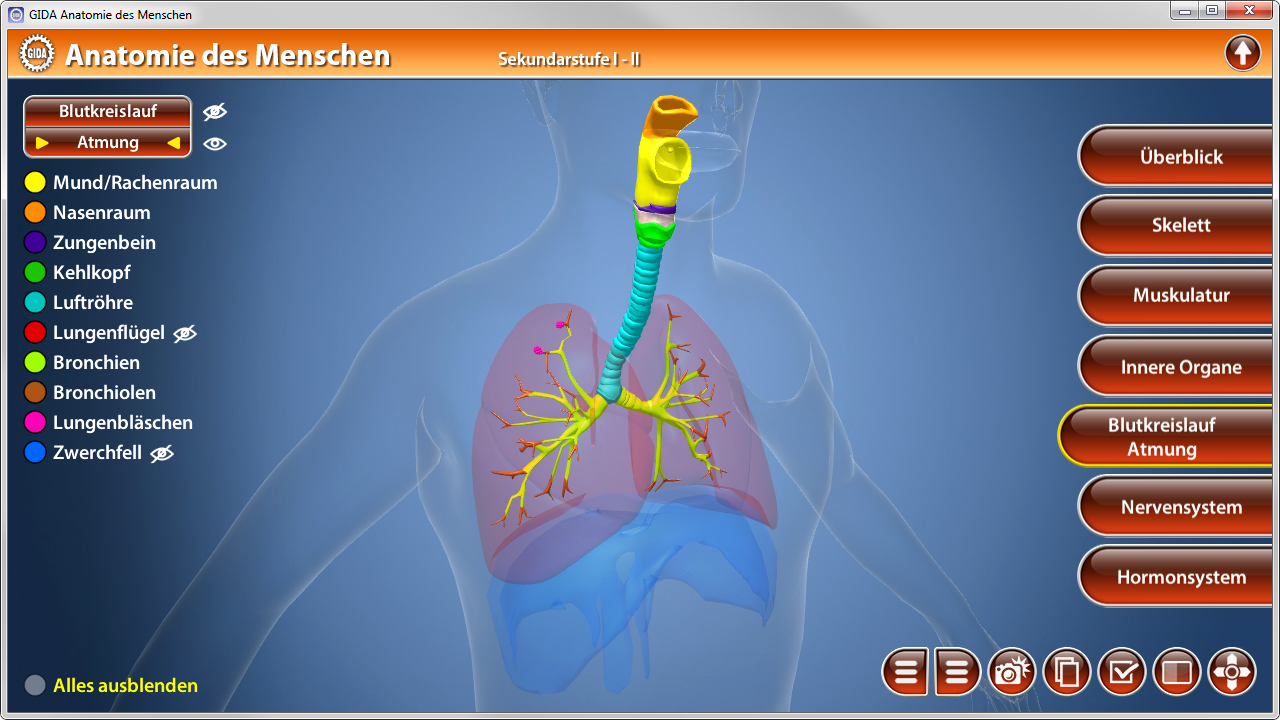 Grafik der menschlichen Anatomie mit Fokus auf das Atmungssystem, einschließlich Luftröhre und Bronchien.