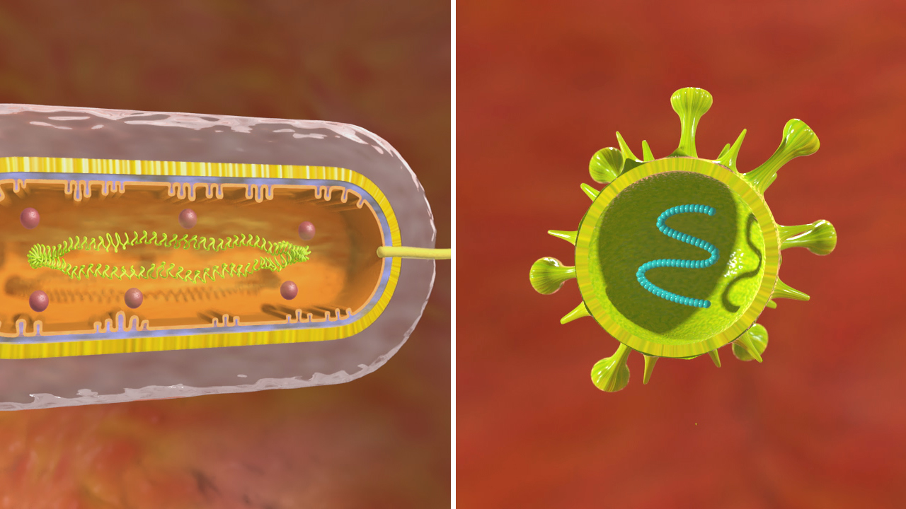 Diagramm, das eine Zelle mit DNA im Inneren und ein Virus mit RNA zeigt.
