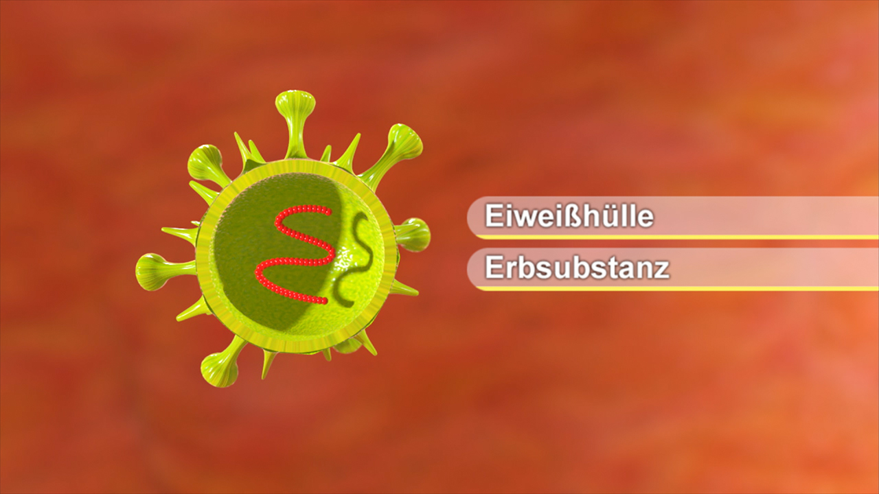 Grafik eines Virus mit einer grünen Eiweißhülle und roter Erbsubstanz.