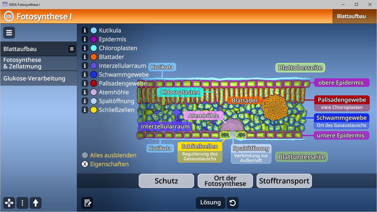 Diagramm zum Blattaufbau mit Beschriftungen für Kutikula, Epidermis, Palisadengewebe, Schwammgewebe und andere Strukturen.