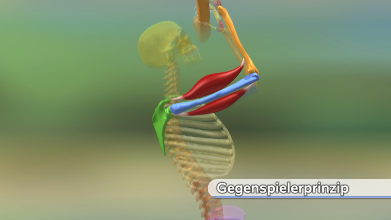 Animation des Gegenspielerprinzips im menschlichen Körper mit Skelett, Muskeln und Wirbelsäule.