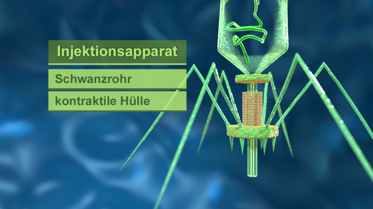 Diagramm eines Injektionsapparats mit Schwanzrohr und kontraktile Hülle, dargestellt in grüner Farbe.
