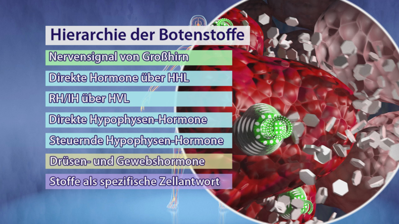 Infografik zur Hierarchie der Botenstoffe im menschlichen Körper, zeigt Nervensignale und Hormone.