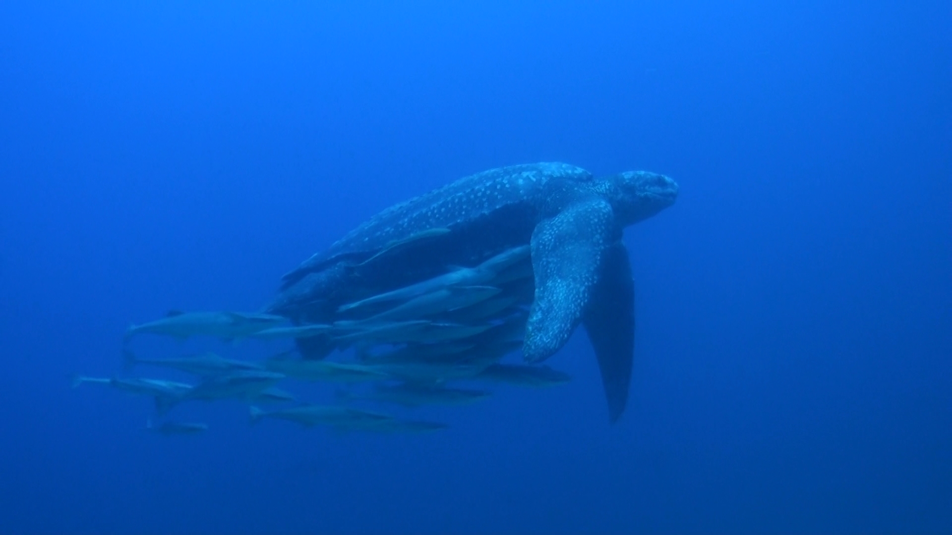 Meeresschildkröte schwimmt mit mehreren Fischen im offenen Wasser