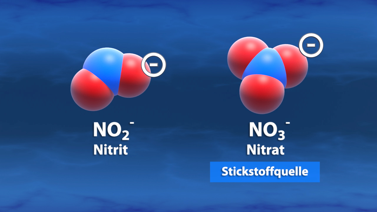 Molekülstruktur von Nitrit (NO2-) und Nitrat (NO3-) mit chemischen Formeln und der Beschriftung 'Stickstoffquelle'.