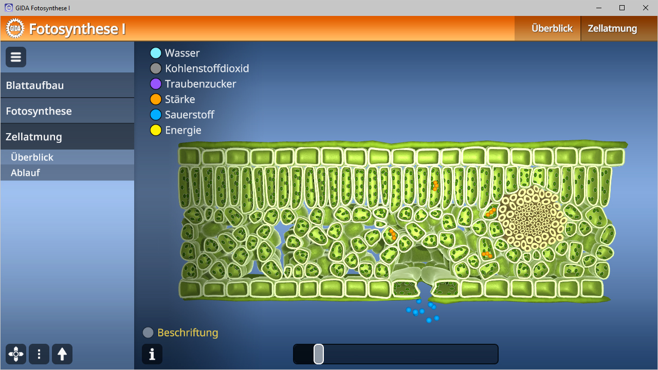 Diagramm zur Fotosynthese mit Wasser, Kohlendioxid, Traubenzucker, Stärke, Sauerstoff und Energie.