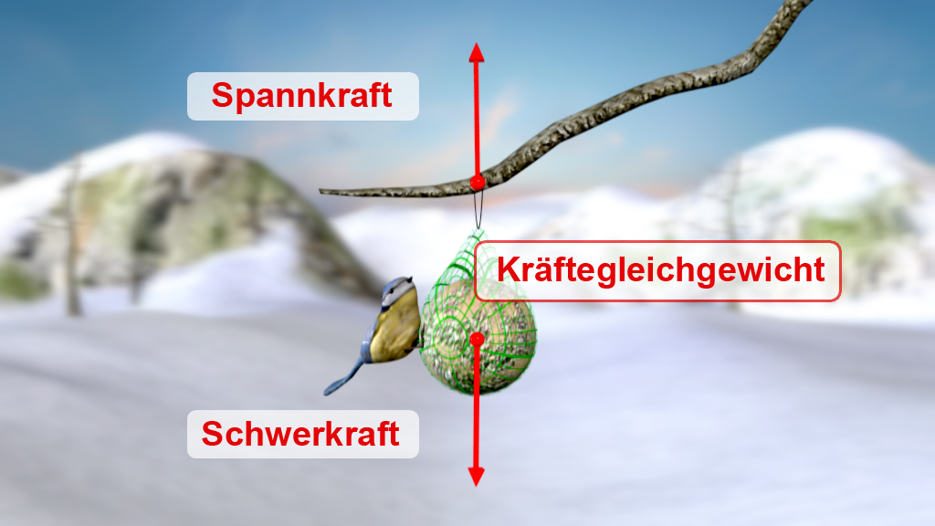 Eine Grafik, die die Kräfte Spannkraft, Schwerkraft und Kräftegleichgewicht an einem Meisenknödel zeigt, der von einem Ast hängt.