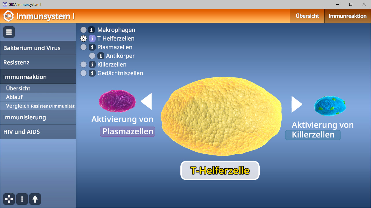 Grafik zur Immunantwort mit T-Helferzellen, die Plasma- und Killerzellen aktivieren.