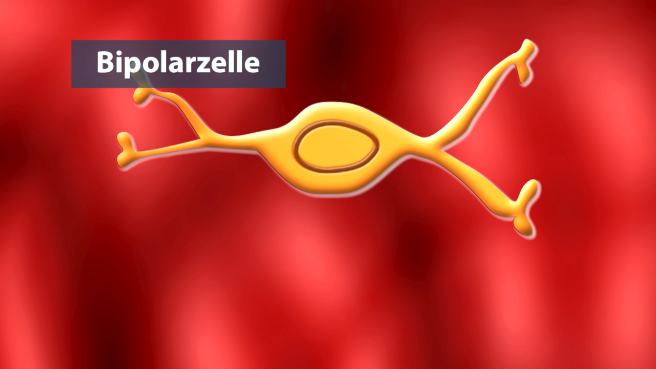 Grafik einer Bipolarzelle mit gelber Farbe auf rotem Hintergrund.