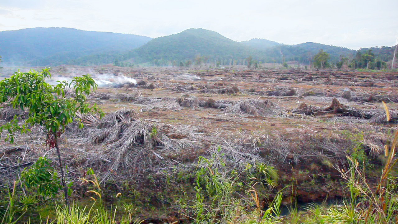 Abgeholztes Land mit verbranntem Pflanzenmaterial und rauchenden Stellen im Hintergrund, umgeben von Hügeln.