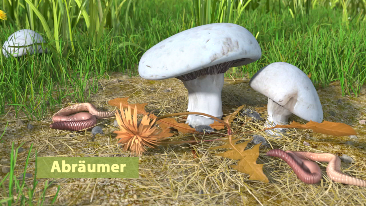 Zwei weiße Pilze auf dem Boden, umgeben von Laub und Regenwürmern.