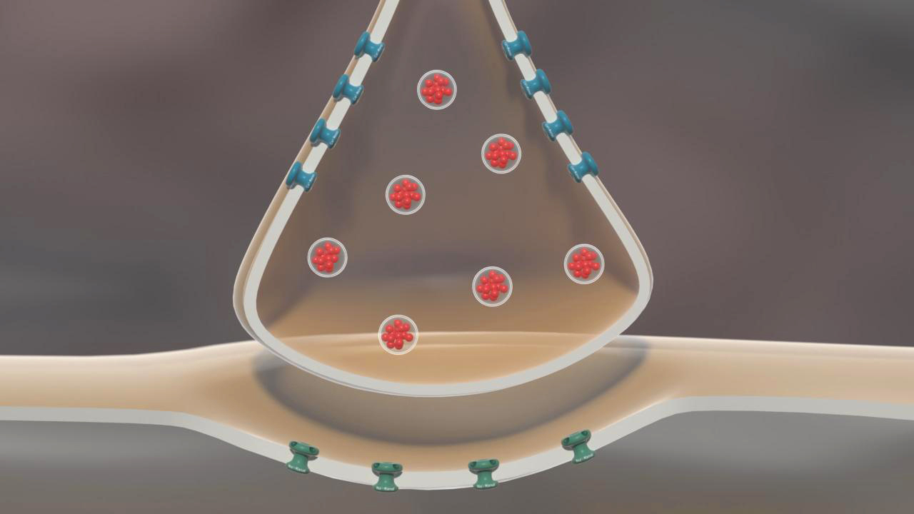 Diagramm eines synaptischen Spalts mit Neurotransmittern in Vesikeln und Rezeptoren an der postsynaptischen Membran.