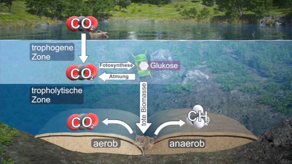Diagramm, das den Kohlenstoffkreislauf in aquatischen Ökosystemen zeigt, einschließlich Fotosynthese und Atmung.