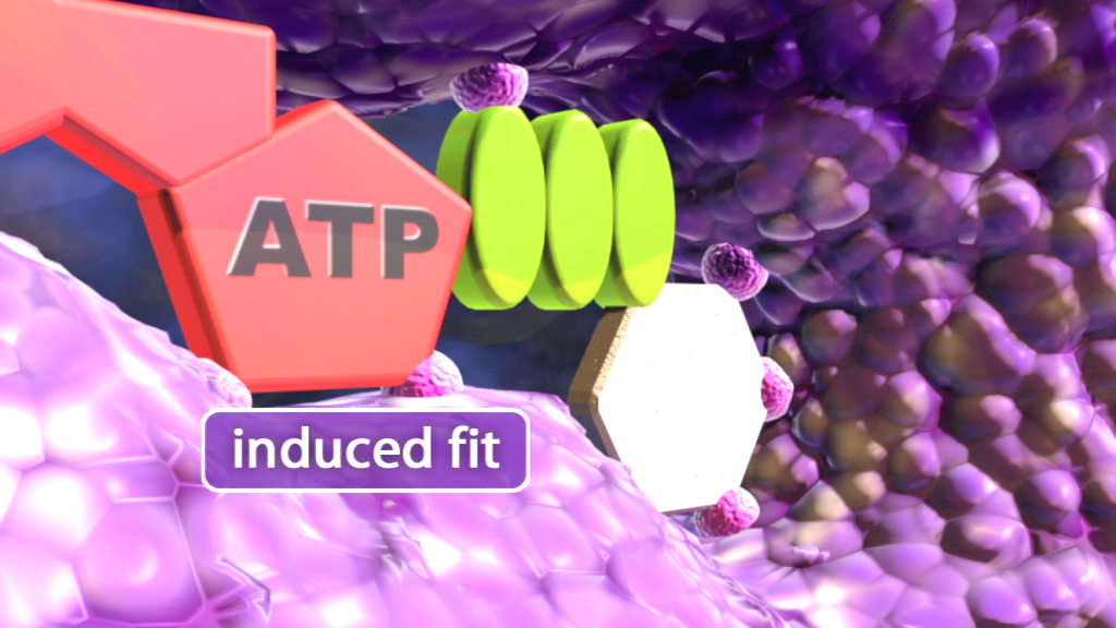 Molekulare Darstellung von ATP, das an ein Enzym bindet, mit dem Text 'induced fit'.