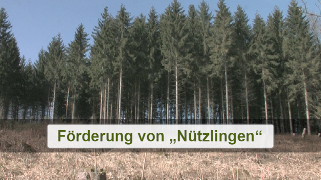 Dichte Baumreihe in einem Wald mit dem Text 'Förderung von „Nützlingen“' im Vordergrund.