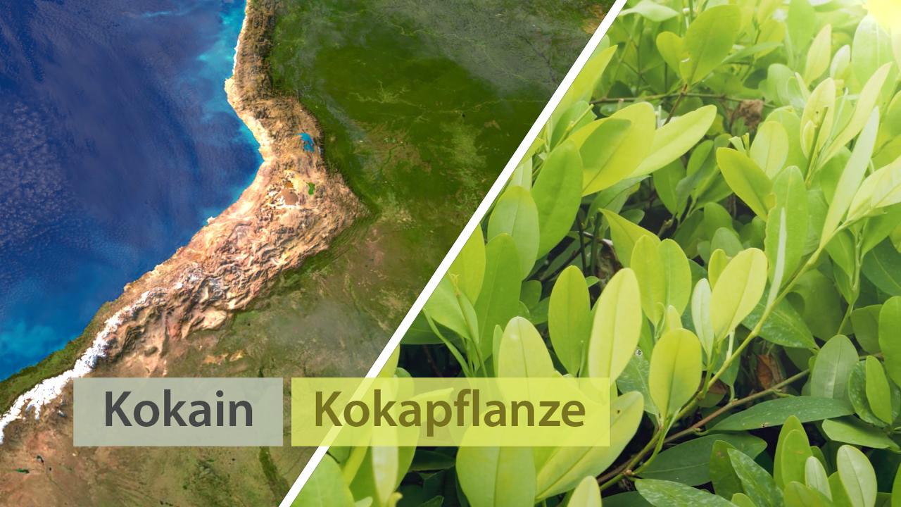 Karte von Südamerika mit dem Fokus auf die Region, wo die Kokapflanze wächst, und Nahaufnahme der Blätter der Kokapflanze.