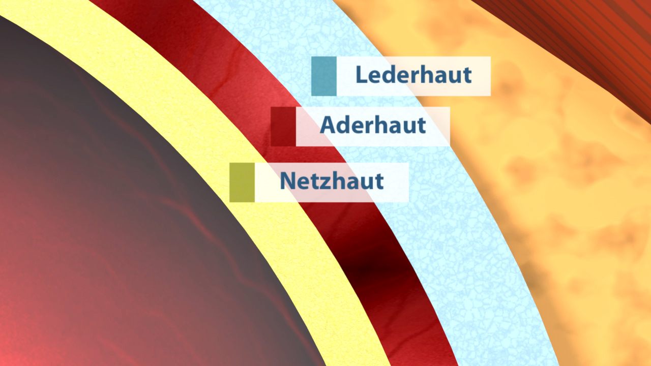 Diagramm, das die Schichten der Haut zeigt: Lederhaut, Aderhaut und Netzhaut, mit entsprechenden Farbcodierungen.