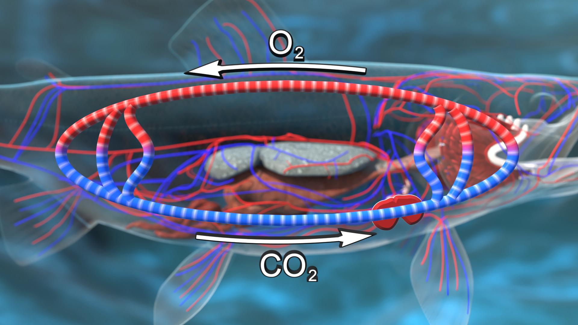 Diagramm des Gasaustauschs in einem Fisch, zeigt den Fluss von O2 und CO2 durch die Kiemen.