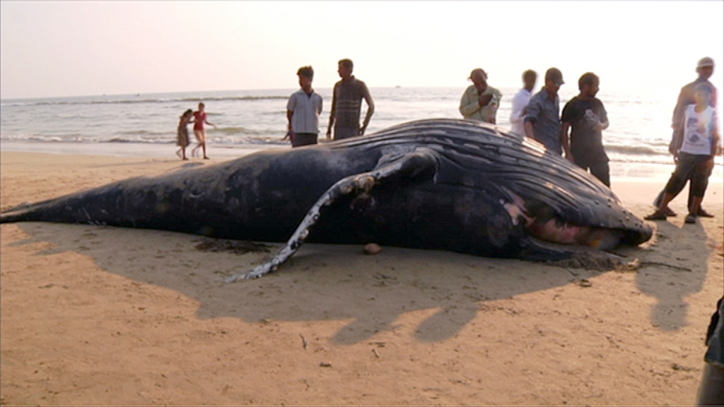 Ein gestrandeter Buckelwal liegt am Strand, umgeben von Menschen, die ihn betrachten.
