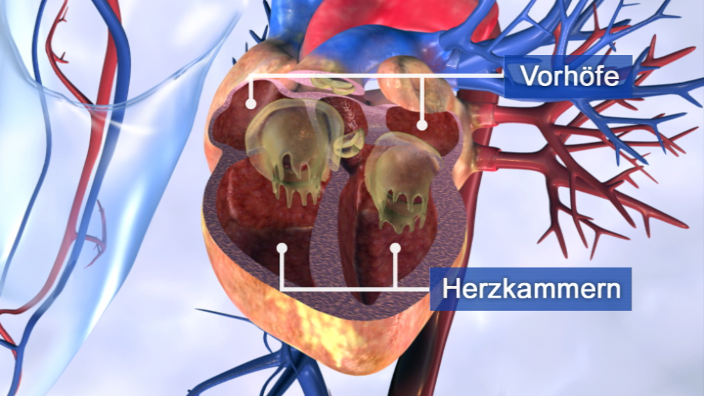 Grafik des menschlichen Herzens mit Beschriftungen für Vorhöfe und Herzkammern.