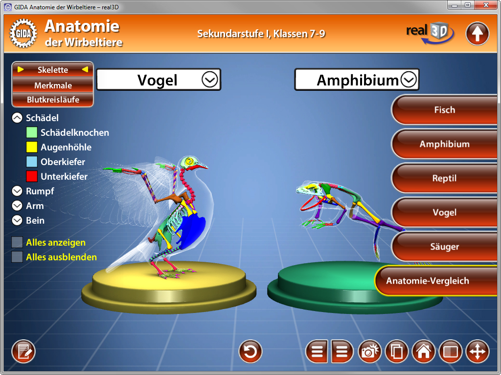 Interaktive 3D-Anatomieansicht von Vogel und Amphibium, zeigt Skelettstruktur und Merkmale.