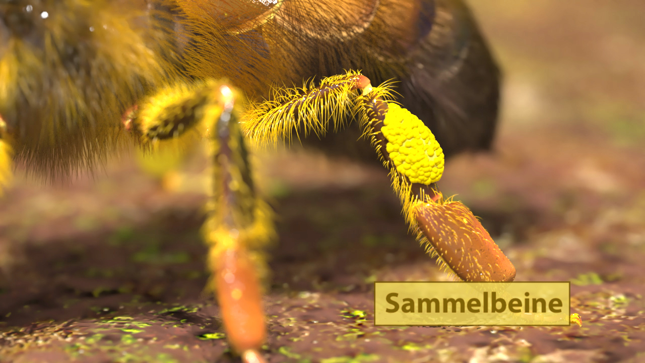 Nahaufnahme eines Bienenbeins mit gelben Pollen, beschriftet mit 'Sammelbeine'.